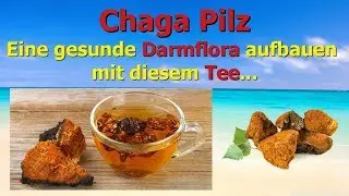 Chaga Pilz - Eine gesunde Darmflora aufbauen mit diesem Tee