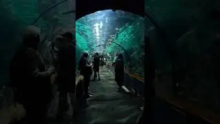 I Tried The Aquarium Tunnel Experience