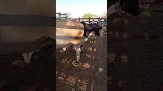 tabira pe