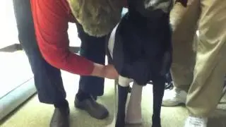 Ace Bandage To Support a Dog's Shoulder