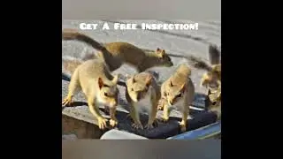 Got Squirrels in Attic? #pestcontrolmor #PestControlLife #HumaneWildlifeRemoval
