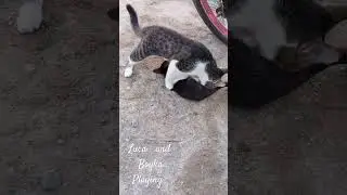 #catvlogs #subscribe funny moments cats