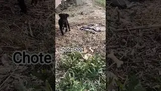 #dog love #song #slowedandreverb #DogReels  #ViralDog  #CuteDog  #TrendingReels  #InstaDog#trending