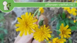 Wald-Habichtskraut - Ganze Pflanze - 21.05.18 (Hieracium murorum) - essbare Wildpflanzen sammeln