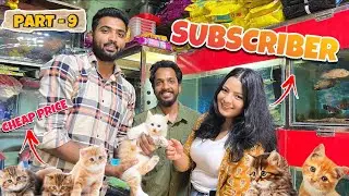 (Delhi) Cheap Price Cat Market | Part - 9 | Jafrabad Pet Market Buying Rs - 8000 | Persian Cat |