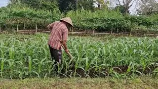 Effortless Soil Work by Smart Farmers Using Simple Equipment! - Agriculture Farming