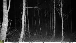 Keepguard KG895 30MP HD 4G LTE CLOUD. Wildboar in the middle of the night. Date 2021-10-31