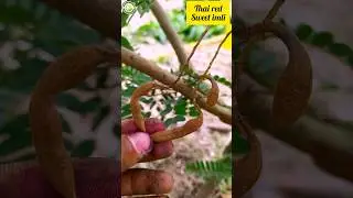 Thai red sweet imli (Tamarind) plant available for sale/Call me 7679595624/📱🚛🚉✈️🌴🌿🌱