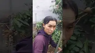 롱안 과일 농가