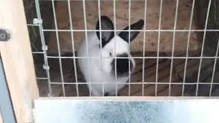 Бизнес на кроликах. Начнем все с начала. А так же обзор шеда.