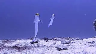 Diving Something Special - Bonaire