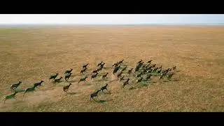Заповедник Acкания нова  🐃🦌🐃🐂🦓