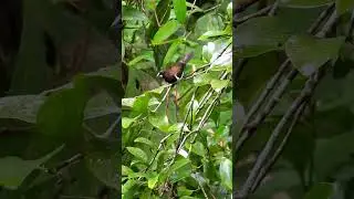 Javan munia bird #shorts