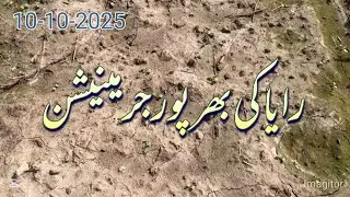 Tipu Sultan Raya Germination After 8 Days | Mustard Crop Update | Agri Me