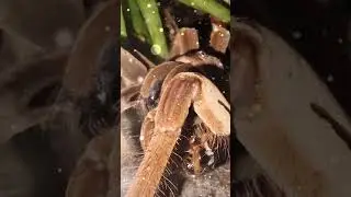 Beautiful Beast! Aphrodite!! #Theraposa #stirmi #youtubeshorts #Tarantulas
