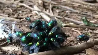 Greenbottle Flies snacking on chicken poop