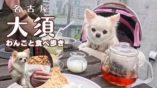 愛犬チワワと名古屋大須で食べ歩き🐾
