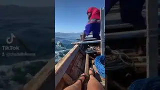 Baleo... Baleo... 🐬🐋🐳 #lamalera #baleo #tradisipenangkapan🐳 #chadellolleona #viraltiktok #shorts