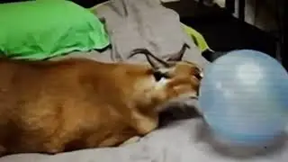 floppa pop balloon XD