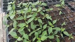 condor red got f1 pinatubo red hot chili day 26 update
