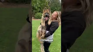 Какого это жить с тревожной собакой? 🐶🐾 #животные #милыеживотные