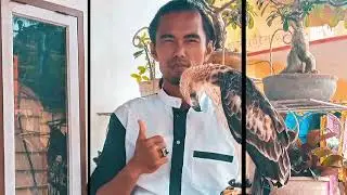 #burungpredator #elang #falconry #eagle