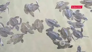 Learn Lesson from the story of Timmy| make the ocean clean | kids story |
