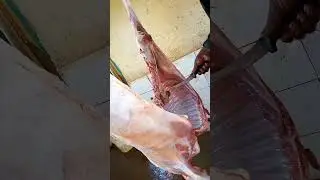 postmortem inspection of borvine carcass