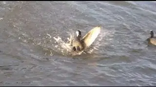 Fighting Coots by Ani Male