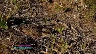 Crowned Plover Chick_Master of Camouflage_2        _(720p 6M)