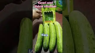 Kaveri seed hybrid cucumber 
