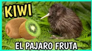 KIWI AVE m&aacute;s EXTRA&Ntilde;A y SIMPATICA ❤️🥝🐦| Documental, Te robara el ❤️