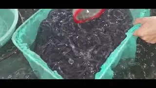 ANGUILA BICOLOR PACIFICA KUROKU EEL FARMING / PREPARATION FOR HARVEST(1)