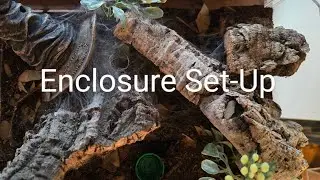 Enclosure Set-Up for my COMMUNAL Monocentropus Balfouri AKA Socotra Island Blue Baboon