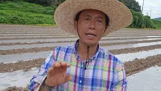 황금알농법 양파 양파모종밭만들기 양파종자파종 풀씨작업