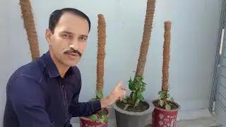 My Money Plant Grow Secret Home Garden Info Tips Secrets Food Vlog.