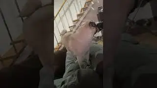 Мопс #кирилдирный #хонда #мопс #кирил #какашка