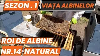 Dezvoltarea unui roi prins din copac , Sez . 1 , Nr . 14 .