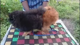 Toy pom puppys avilabile watsapp 9946991363