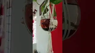FISH | wall Mount Fish Stand #shots #shortvideo #Diy #techviji