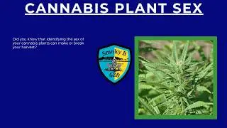 Cannabis Plant Sex: How to Identify Males, Females & Hermaphrodites for a Perfect Harvest