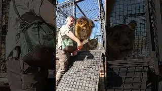 LIONS Return Home #cat #animals #lion