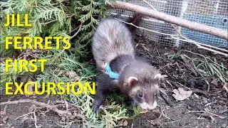 Ferret Mini first day outside (Norris girlfriend)
