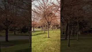 Cherry Blossom In Richmond | Spring in Vancouver #cherryblossom #spring #richmond #vancouver