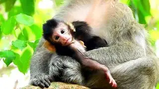 So Adorable Baby Calvin No Milk - Calvin Can not Drink Milk Block By Celine