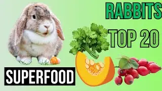 Top 20 Superfoods for Your Bunny  - For a HEALTHY & HAPPY rabbit!