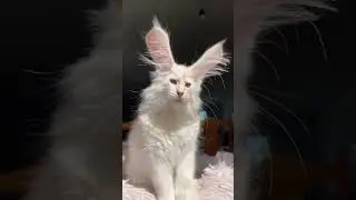 Long Ears!!! 🤯🤯🤯 #cats #cats #catsrule #funnycat #amazing #funny #funny #talkingcats #funnycats #cat