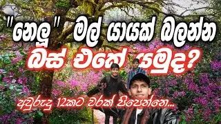 නෙලූ මල් යායක් බලන්න බස් එකේ යමුද? | අවුරුදු 12කට සැරයක් පිපෙන්නෙ| nelu flower in hortan plains | 🌼🌿