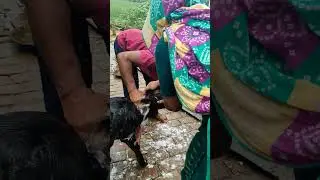Buffalo calf bathin&zwnj;&zwnj;g