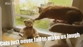 Ultimate Funny Cat Fail/Win Compilation